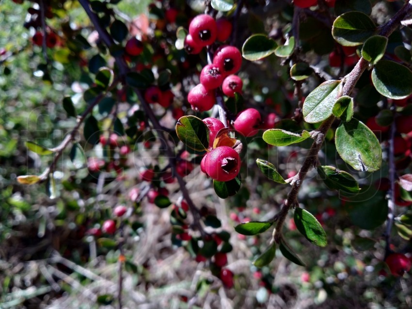 Frutas rojas de Bosque