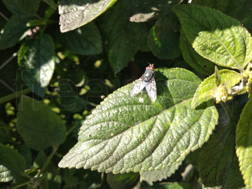 Mosca sobre hoja verde