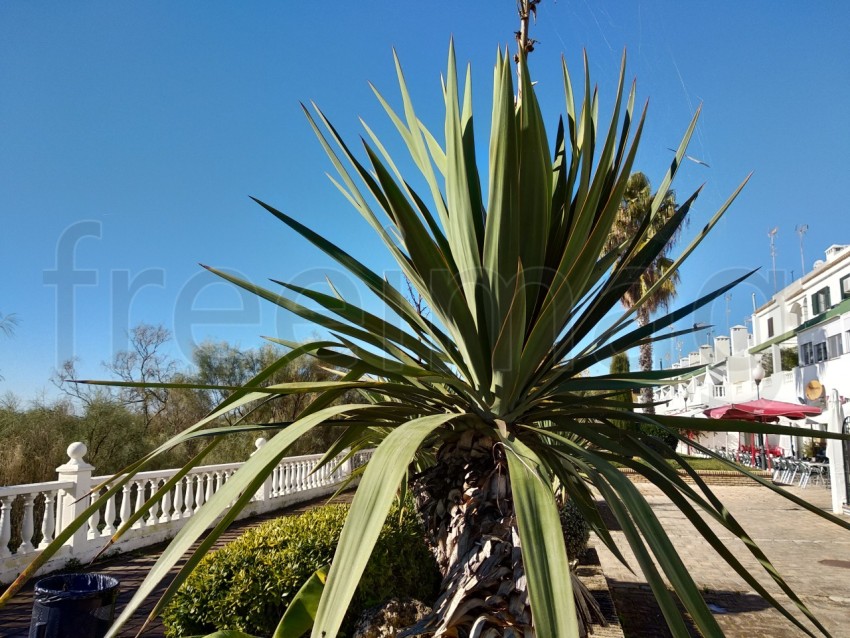 Palmera pequeña