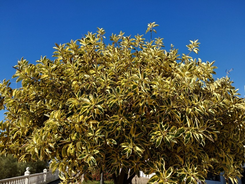 Ficus hoja amarilla fondo cielo azul