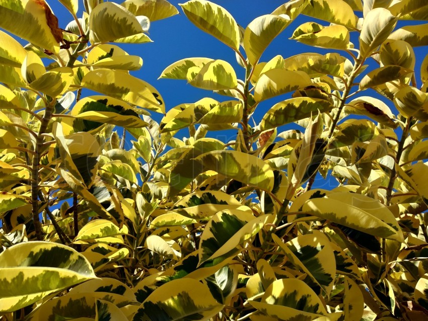 Textura de hojas amarilla de ficus