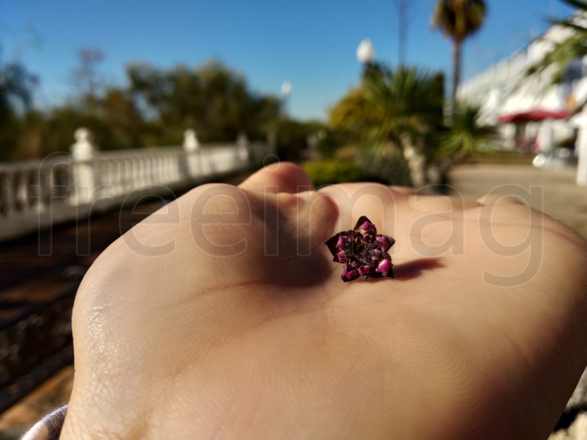 Flor en la mano