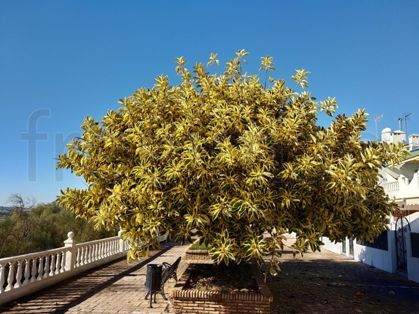 Ficus hojas amarilla fondo cielo azul