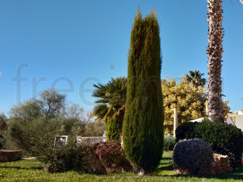 Imagen  Arboles ornamentales