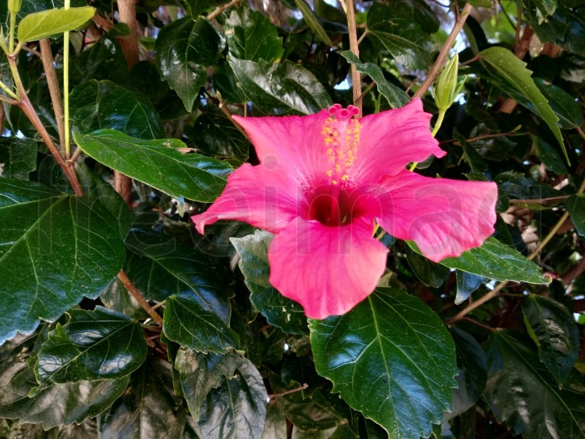 Flor roja de hibisco fondo hojas verdes