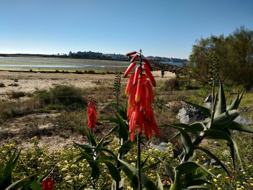 Flor de Planta aloe arborescens fondo playa