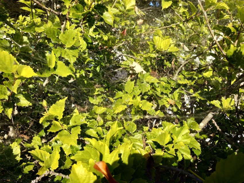 Textura de hojas verdes