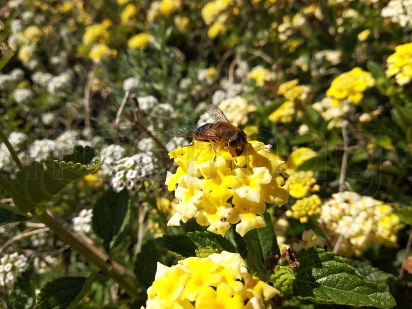 Mosca sobre flor amarilla