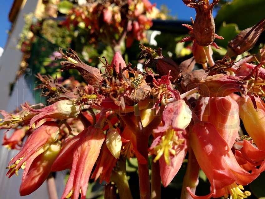 Planta de aire, campanas de la catedral, planta de la vida, pinnatum de Bryophyllum