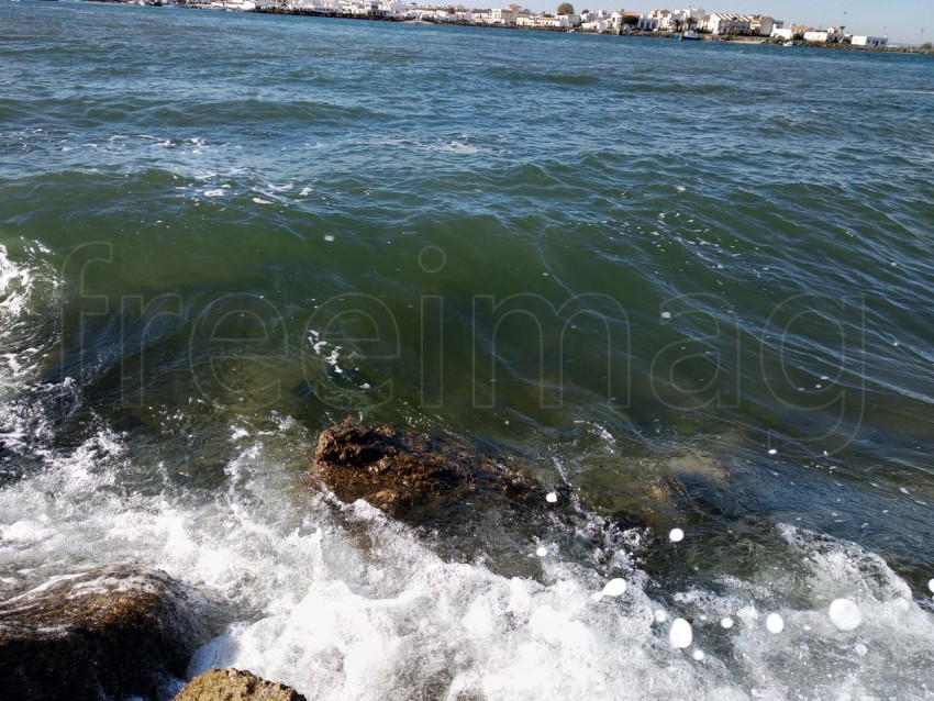 Holas y espuma de mar