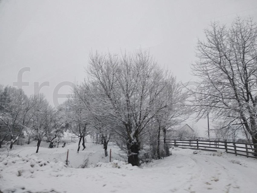 Arboles cargados de nieve