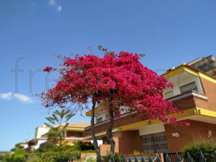 Árbol hoja roja fondo cielo azul