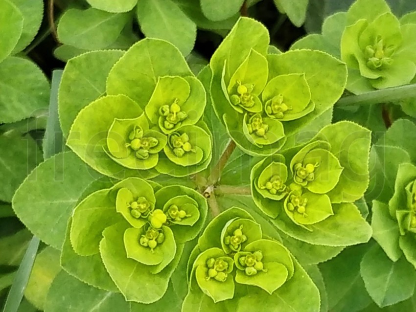 Textura plantas verdes