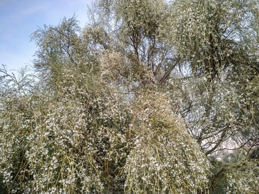 Árbol flores blancas pequeñas