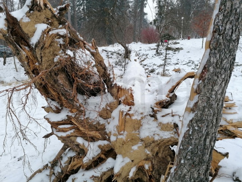 Imagen bosque en el invierno