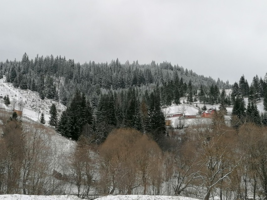 Paisaje de invierno con pinos