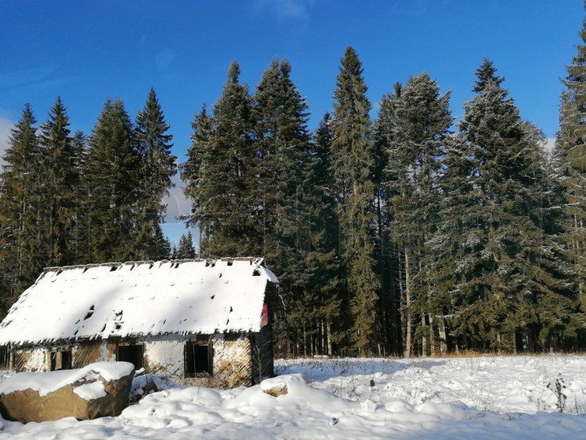 Paisaje de invierno casa antigua de madera con pinos por detrás