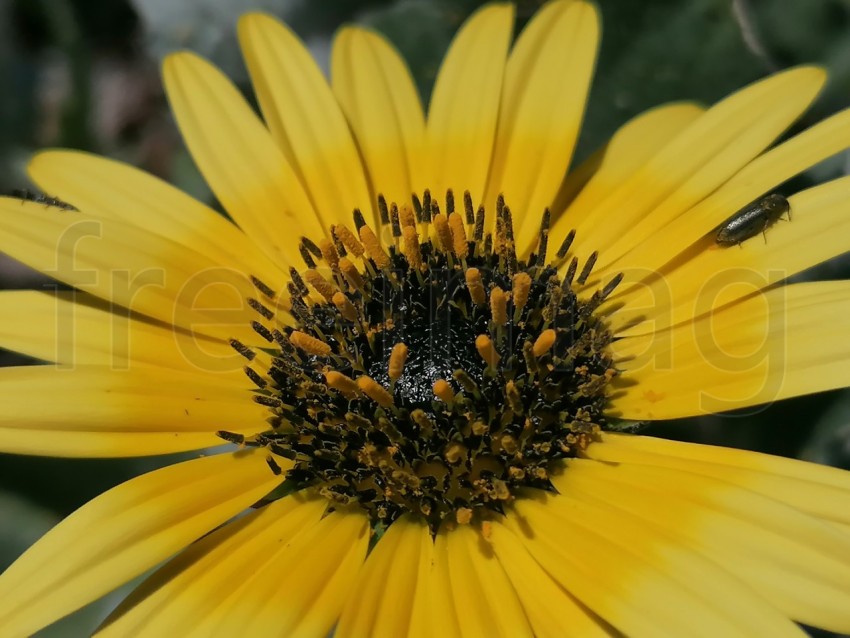 Makro flor amarilla