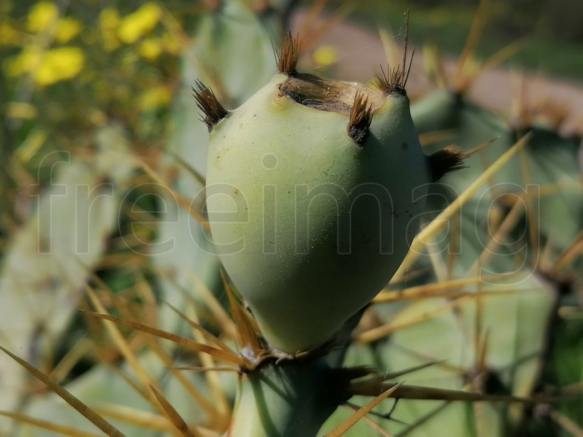 Fruto verde de cactus