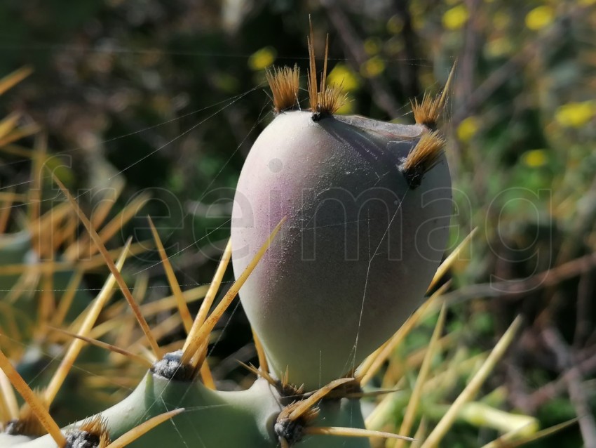 Primer plano fruto de cactus