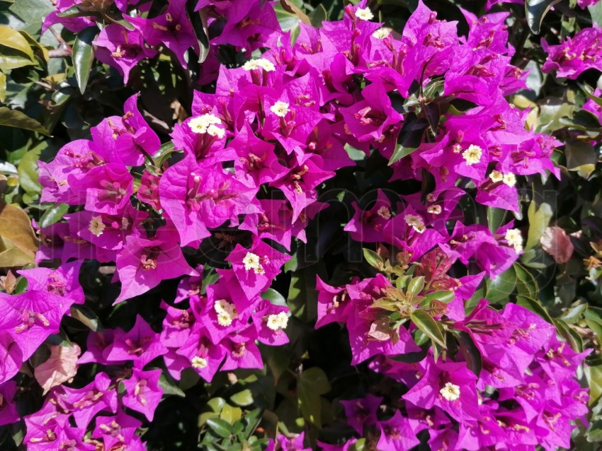 Flores buganvillas coloridas después de lluvia en España