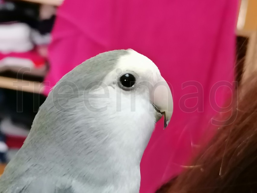 Pájaro inseparable blanco