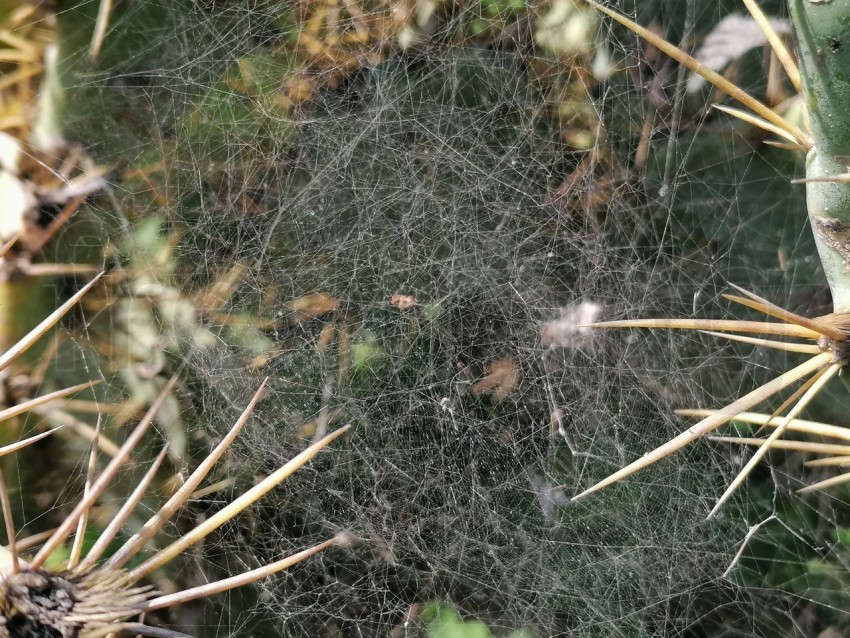 Telaraña de cerca sobre cactus