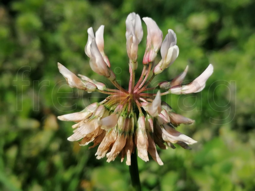 Flor blanca de cerca