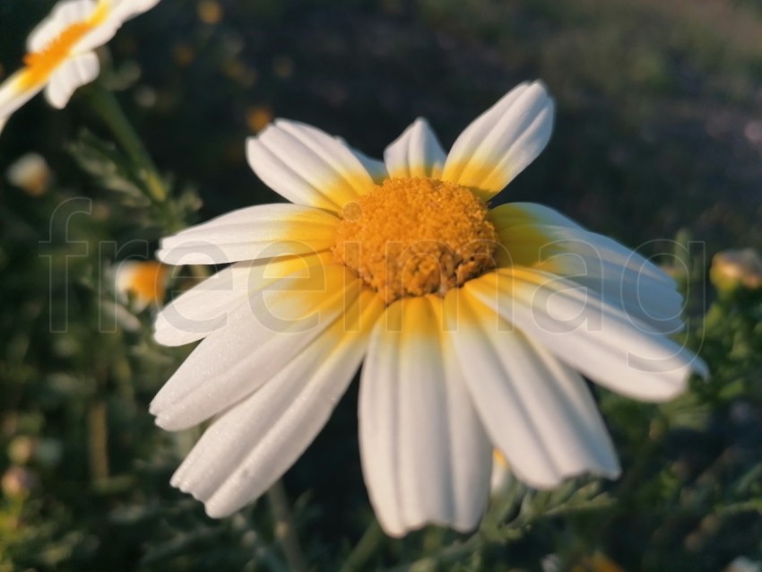 Flor blanca en el centro amarilla