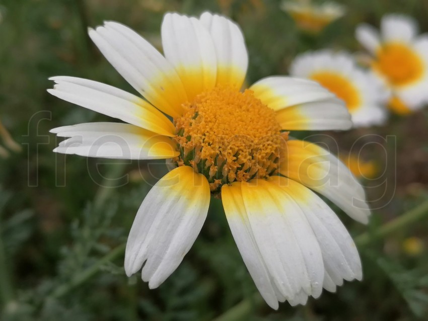 Flor blanca y amarilla