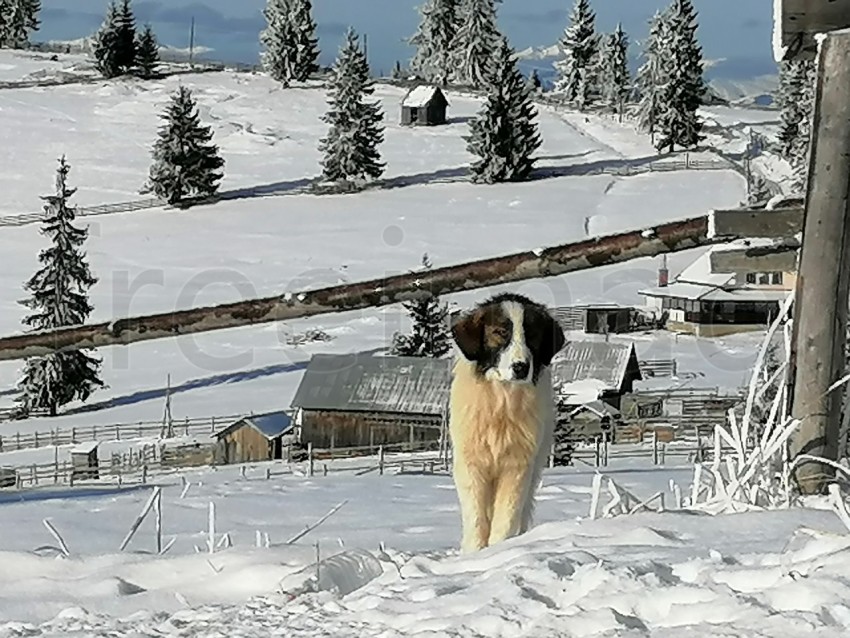 Foto de perro paisaje de invierno