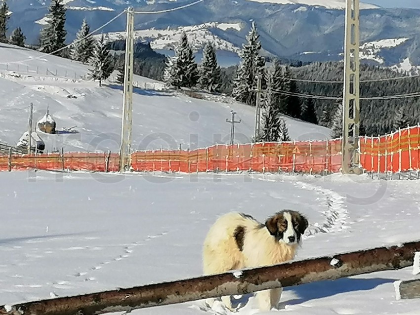 Perrito en la nieve paisaje de invierno