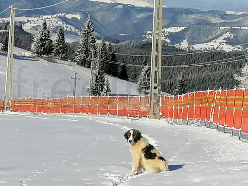 Pero solo en la nieve paisaje de invierno