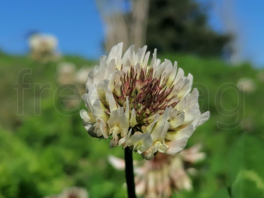 Flor blanca de cerca