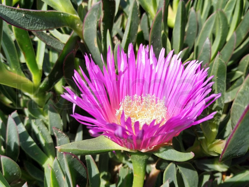 Flor del higo hotentote en España