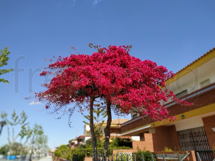 Árbol con hojas rojas en España