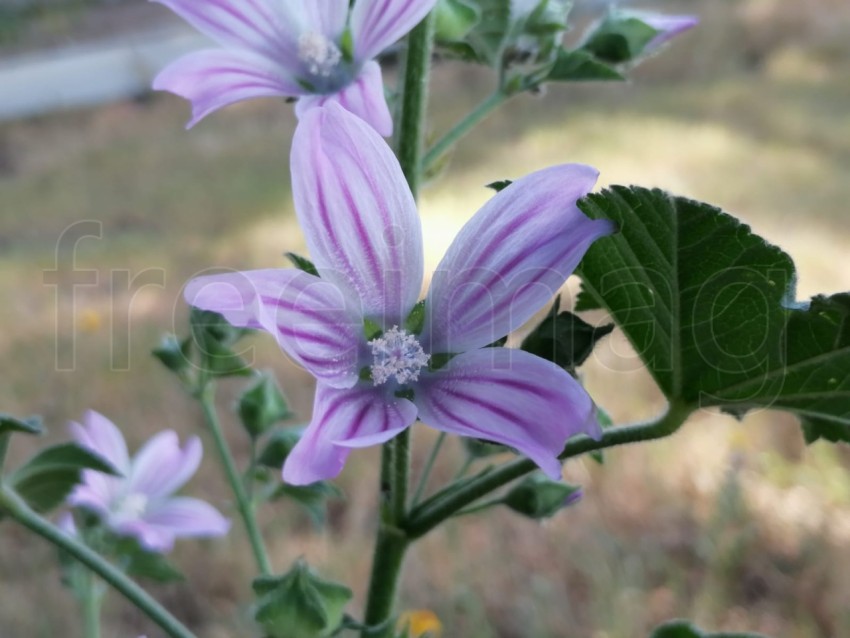 Malva sylvestris (Malva común)