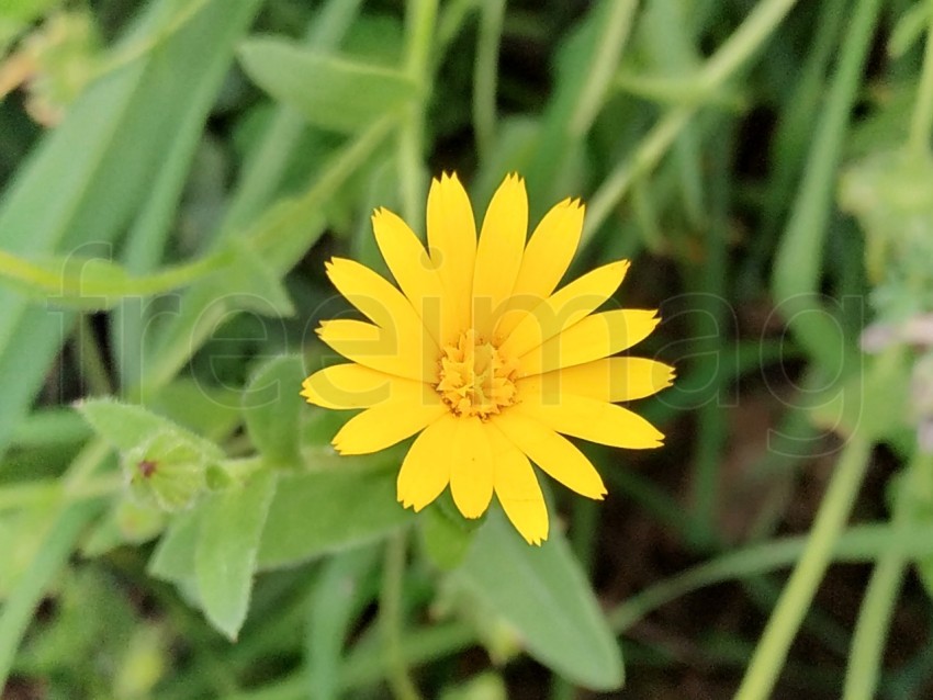 Flor amarilla fondo verde