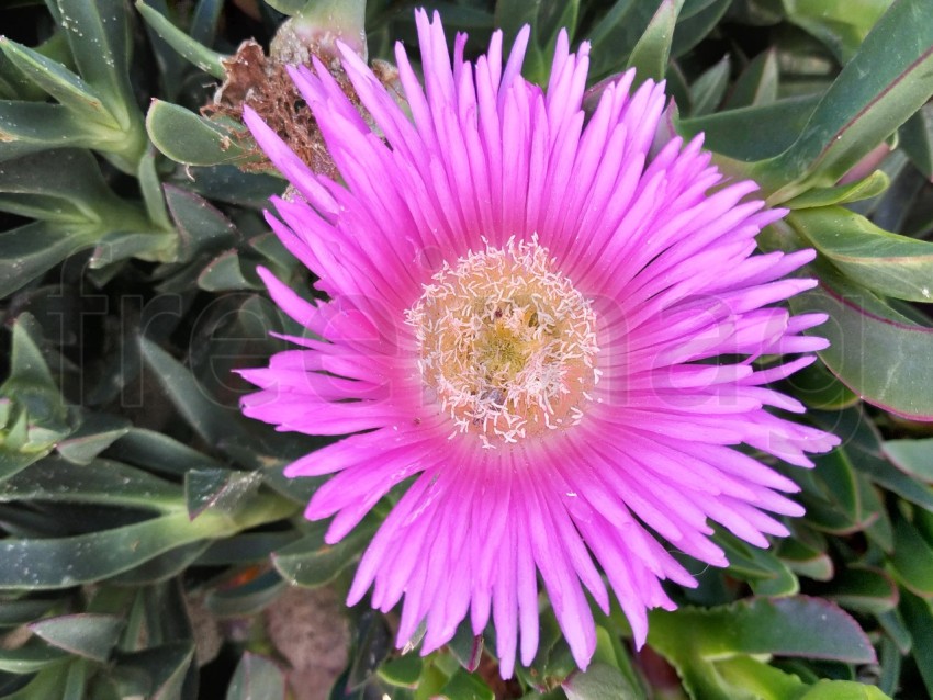 Flor del higo hotentote en España