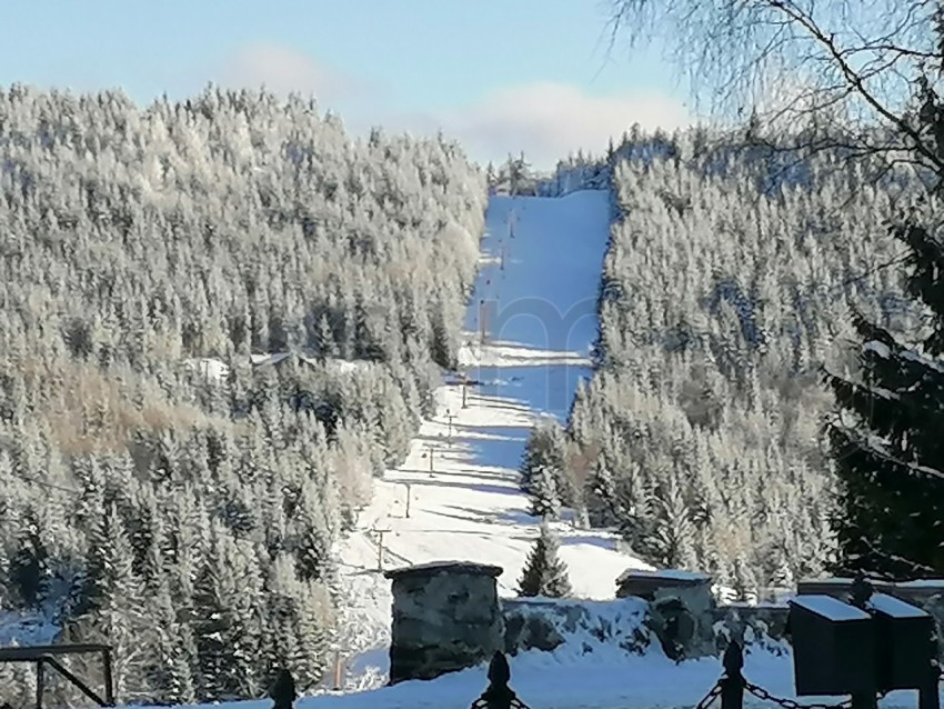 Pinos cubiertos de nieve paisaje de invierno en los Cárpatos