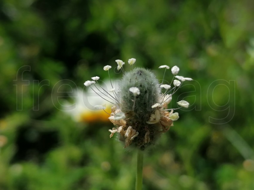 Planta silvestre de cerca