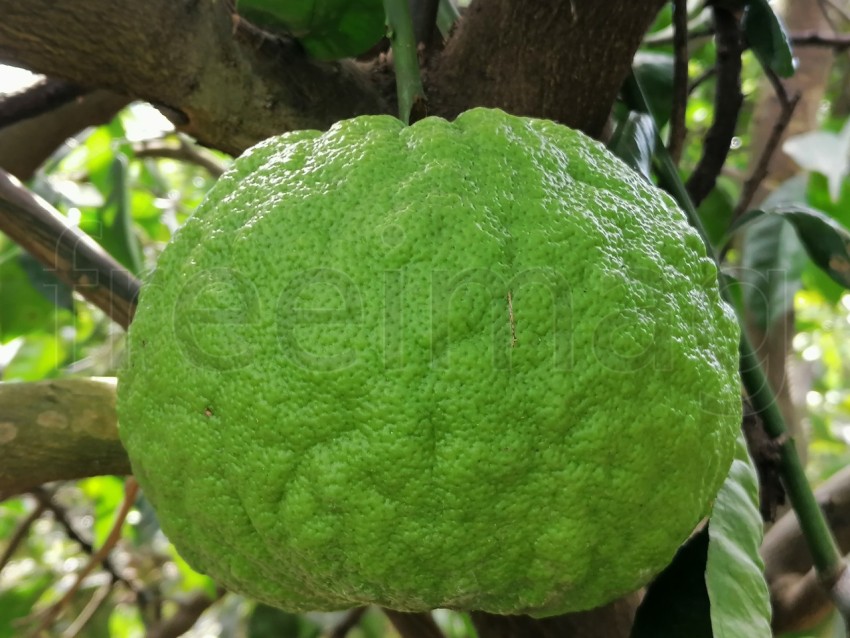 Primer plano naranja verde