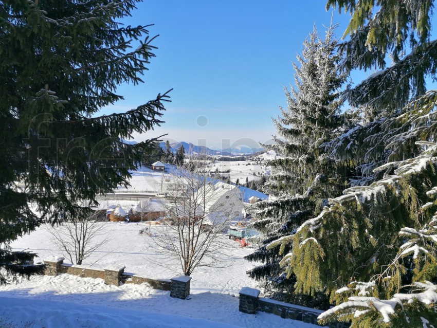 Paisaje de invierno ramas de pinos con nieve.