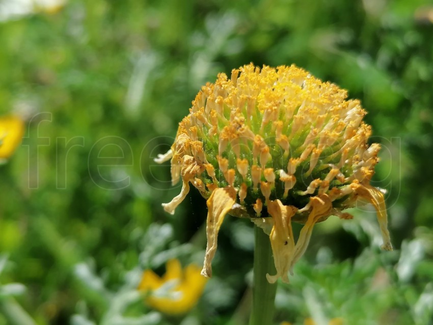 Flor de campo amarilla