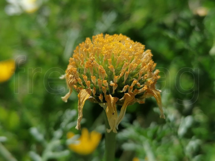 Flor amarilla silvestre