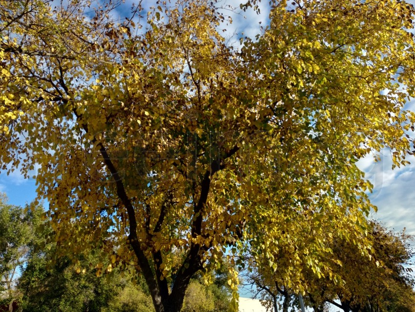 Hojas amarilla de otoño en el bosque