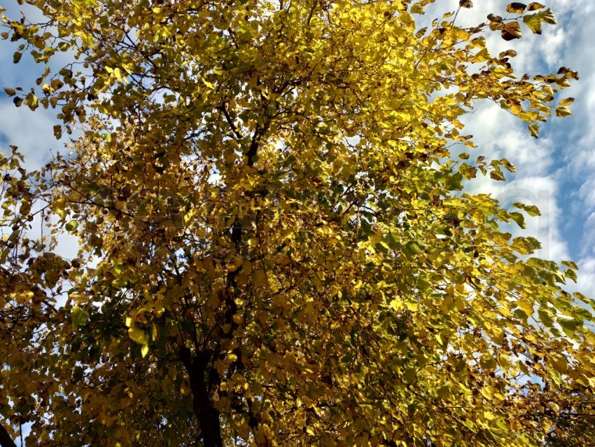 Hojas amarilla de otoño en el bosque