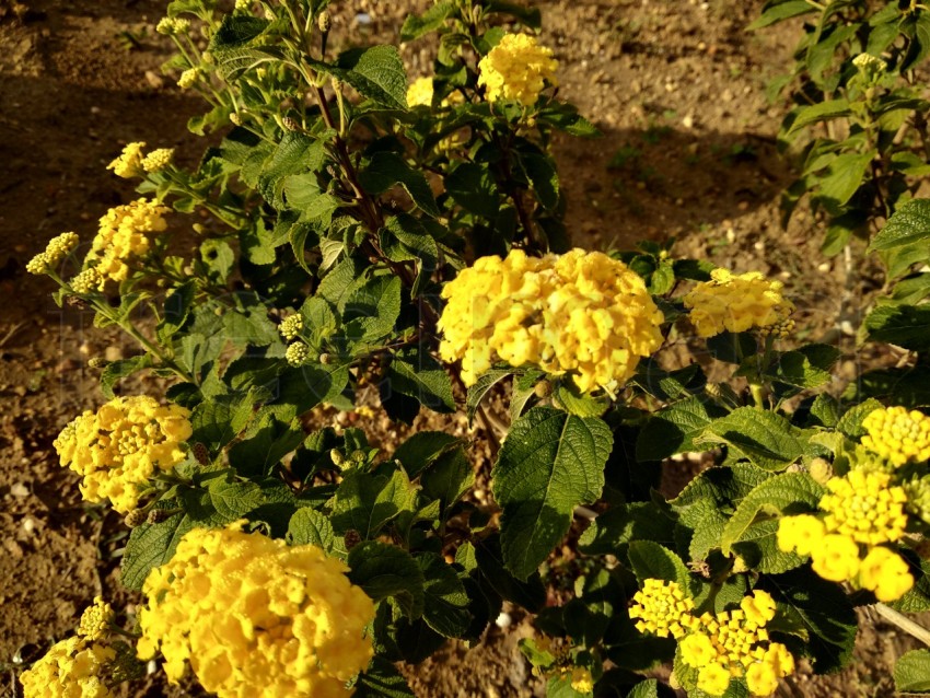 Bonitas flores amarillas