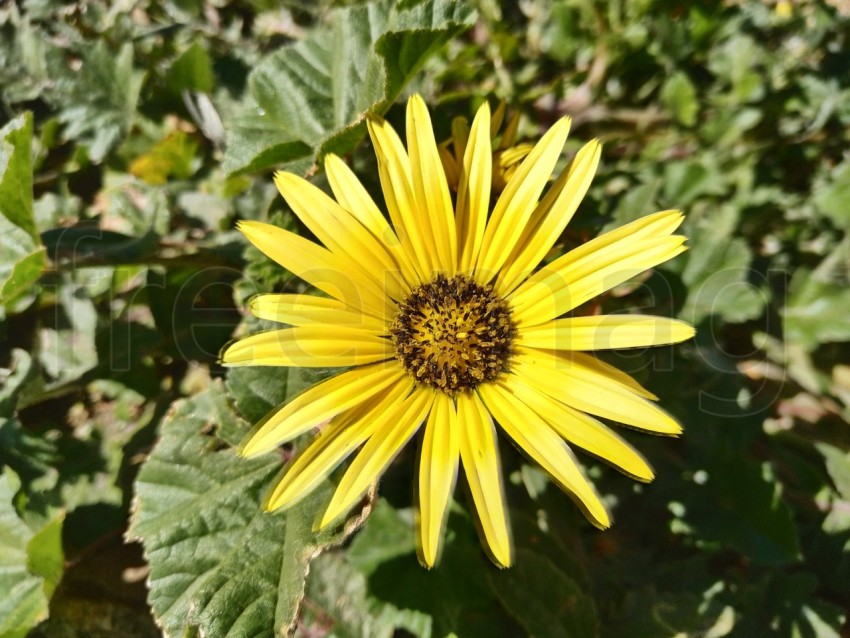 Flores de caléndula arctotheca. flores amarillas silvestres