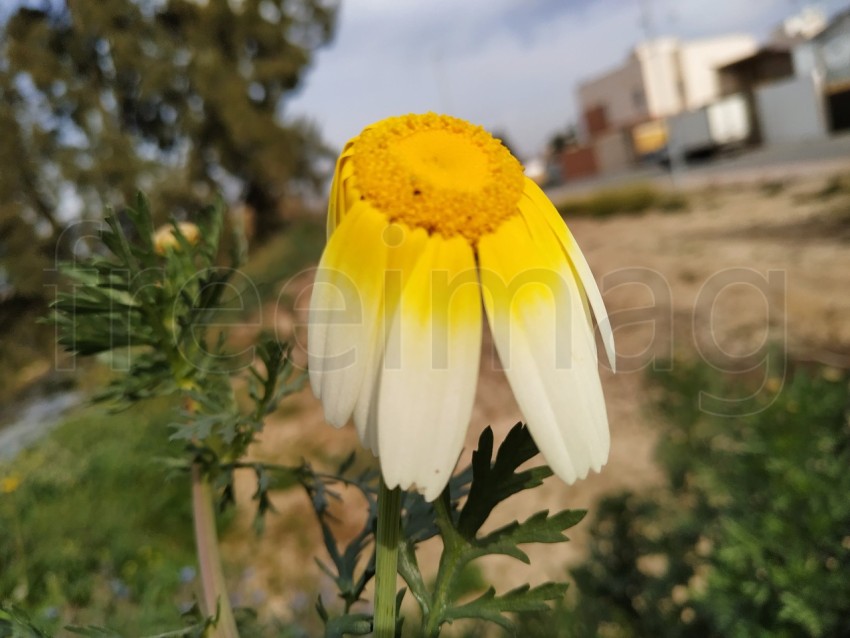 Flor blanca con interior amarillo en España